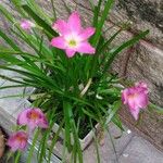 Zephyranthes rosea പുഷ്പം