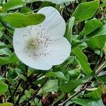 Eucryphia cordifolia Fiore