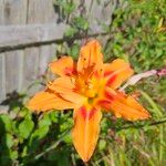 Hemerocallis minor 花