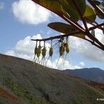 Cunonia macrophylla Συνήθη χαρακτηριστικά