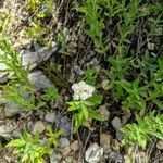 Ceanothus herbaceus Folha