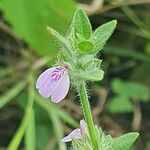 Justicia heterocarpa Bloem