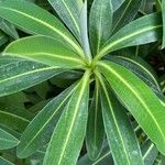 Euphorbia stygiana Hoja