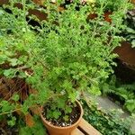 Pelargonium crispum Habit