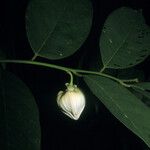 Annona symphyocarpa