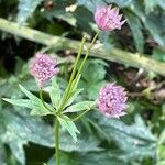 Astrantia major Blüte