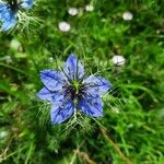 Nigella damascenaKukka