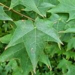 Acer cappadocicum Leaf