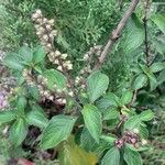 Ocimum gratissimumFlower