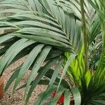 Howea forsteriana Hoja