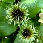 Clematis viticella 果實