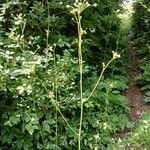 Physospermum cornubiense Habit