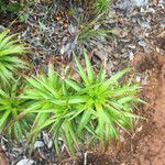 Dracophyllum verticillatum ᱥᱟᱠᱟᱢ