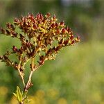Hypericum cistifolium Cvet