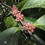 Schlegelia parviflora Fruitua