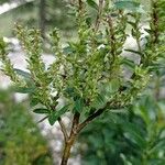 Salix glabra Fruto