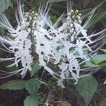 Orthosiphon aristatus Квітка