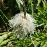 Anemone alpina Frucht