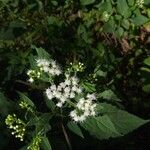 Ageratina aromatica Blomst