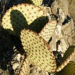 Opuntia rufida Habit