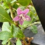 Lycium chinense Flower