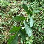 Jacobaea aquatica Hoja