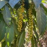 Citharexylum donnell-smithiiLeaf