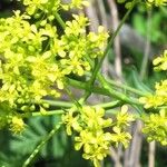 Isatis tinctoria Fleur