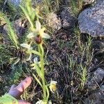 Ophrys aranifera Інше