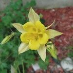 Aquilegia chrysantha Blüte