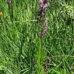 Dactylorhiza elata Habitus