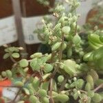 Crassula expansa ഇല