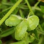 Anthyllis circinnata Fruit