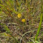 Linum volkensii Kwiat