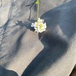 Arabidopsis halleri Flower
