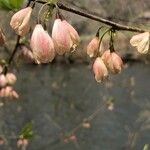 Halesia carolina 花