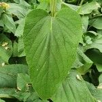 Phlomis russeliana Leaf