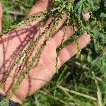 Verbena urticifoliaÕis