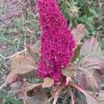 Celosia argenteaFlower