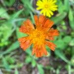 Hieracium aurantiacum Flower