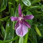 Miltonia moreliana