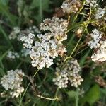 Achillea millefoliumЦветок