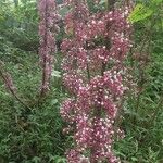 Urera baccifera Fruto