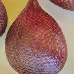 Salacca zalacca ഫലം