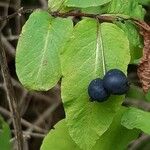 Lonicera nigra Fruit