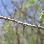 Dichrostachys cinerea Bark