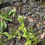 Cerastium glomeratum Квітка