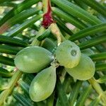 Cephalotaxus fortunei Frukt