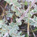 Plecostachys serpyllifolia Bark