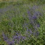 Salvia scrophulariifolia Habit